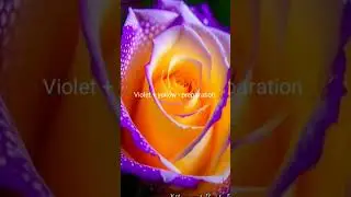 🌹 Meaning  of  different roses#music #Roses