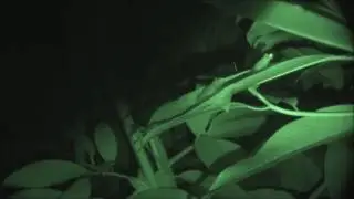 Cochranella granulosa oviposition and mother brooding her eggs