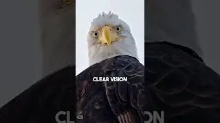 Bald Eagle's Eye