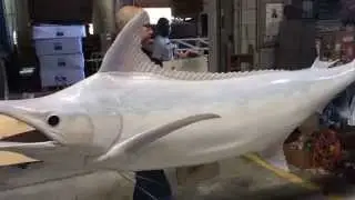 Albino Blue Marlin - Reproduced by Gray Taxidermy