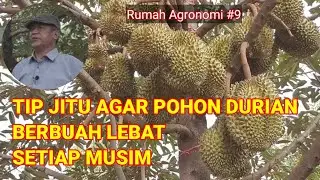 Cara Agar Pohon Durian Berbuah Lebat Setiap Musim