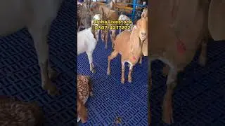 Plastic Flooring for Goats | Alpha Livestock