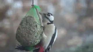 Tihane ja ...