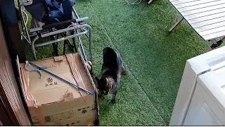 ダンボールハウスを巡る野良猫のケンカ