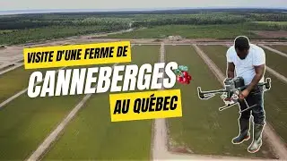 Visite d&rsquo;une ferme de canneberge au Qu&eacute;bec : tradition, innovation et production XXL