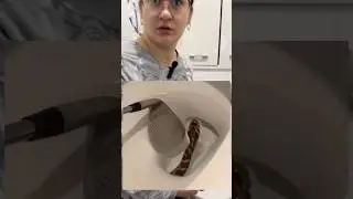 Snake in the toilet