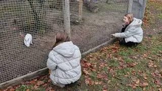 Nolhaga djurpark, Juliette och Elissa hälsar på en kanin och svenska blåankor