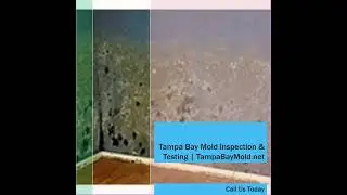 TampaBayMold.net Mold Inspection-Testing Clearwater FL 727-877-1011 #blackmold #clearwater