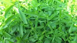 EXPOSED the Shocking Truth about Stevia Farming Techniques