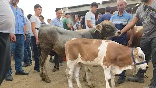 ASAKA MOL BOZORI YOSH NOVOSLAR NARXLARI 