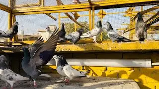Gift aye huy jory ka shoq | new babypigeons ko aj uraya | Dar pigeons club | 
