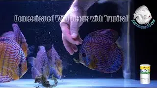Domesticated Wild Discus with Tropical