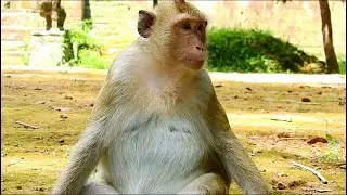 The first pregnancy for Briget monkey and will be get baby soon