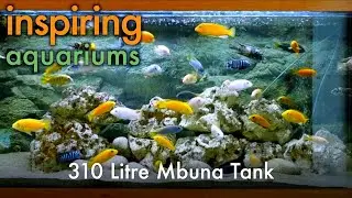 Inspiring Aquariums - 310 Litre Mbuna Tank