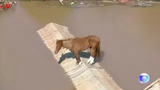 Floods in Brazil Are Leaving Animals Stranded