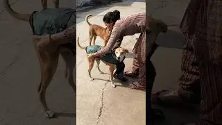 मेरे बच्चों के लिए जैकेट 🧥❤️ #helping #straydog #cartoon #shorts #savedogs