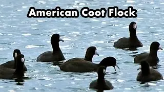 A Flock Of American Coots Swimming Along A Lake - Diving Birds