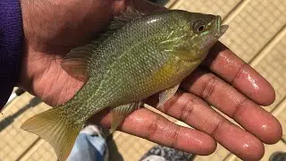 How to Safely Unhook a Fish! (Panfish)