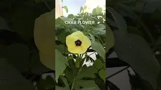 Stunning OKRA Flower #trending #shorts #flowers #okra #yellow