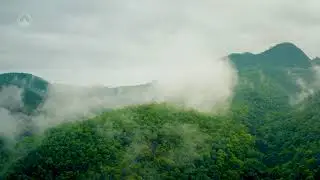 The Amazon Jungle Birds and water Relaxation mode #amazing #water #birds #forest #youtube #trending
