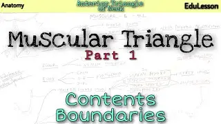 Muscular Triangle 1
