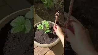 Electroculture gardening experiment part 1⚡️🍓 #garden #cozy #diy