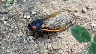 Brood IX Cicada Invasion