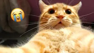 Voiceover Cat Videos that will Make you Day