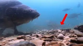Karpfenangeln an einem EXTREM klaren Baggersee
