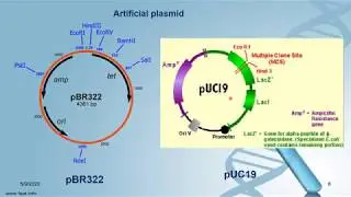Gene cloning 4 vector BSc Hons 4th year Botany LMC NU
