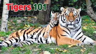 Tigers 101: How to Identify Them???