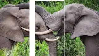 Escape to the Largest National Park In Africa (Nyerere National Park) - Gecko Adventure