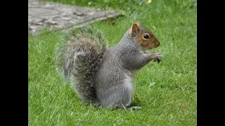 Easter Nut Hunt