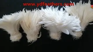 Description of Rooster/Cock/Coque Feathers From Yueda Feather Handicraft Factory