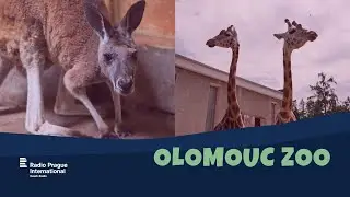 Olomouc Zoo | Protecting endangered species: stories from Czech zoos