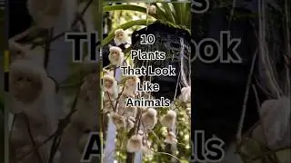 10 Plants That Look Like Animals
