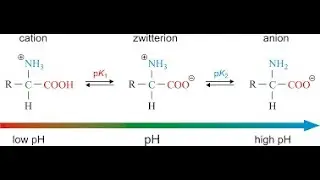 BC302-Amino Acids-02