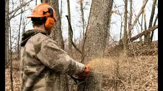 Creating Deer Browse Vs Food Plots