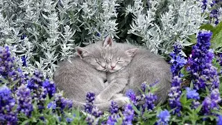 Calming Piano Music for Cats 🌌 Soothing Sleep Sounds for Deep Relaxation