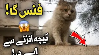 😱 “Jarry Deewar Par Charrh Gaya… Magar Ab Neeche Utarnay Se Darr Raha Hai 🐱”