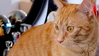 HOST SWEET THE CAT TRAVELS THROUGH THE SWEETEST MIRROR PORTAL TO THE KINDEST SEER CHANNEL FOR 2026!