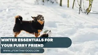 Winter essentials for your furry friend