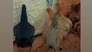 Conhe&ccedil;a minha cria&ccedil;&atilde;o de Galinhas Suras, sua beleza, sua origem e suas caracter&iacute;sticas