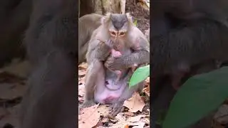 Unbreakable Bond: Baby Monkey Always Stays Close to Mom