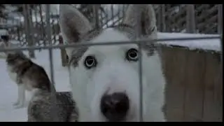 close up shot of cute face of husky dog looking to the camera through the cage winter shot solqqlar