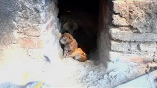 Day 2 feeding poor family puppies living in brick stove - Rescue family puppies