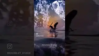 Sunset Birds by #michaelrichardrosenblatt  #artvideos
