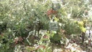 chasse de la grive au poste &agrave; feu
