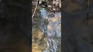 Frog Vibrating & The Power of Healy Frequency Vibration Technology - Ryze Conley