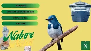 Summer Heat, Sick Songbirds, Venice Banning Cruise Ships -Nature News July